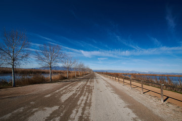 
camino en la laguna encanyissada del delta del ebro