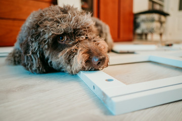 .Cute brown spanish water dog lying on the floor while her owner assembles a new white shelf with tools on the floor. Lazy attitude. Decor