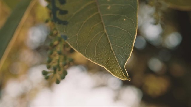 hojas de &aacute;rbol a contraluz en Montjuic