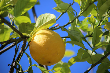 Limones en un limonero con el cielo azul de fondo
