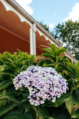 agapanthus flower, garden photography