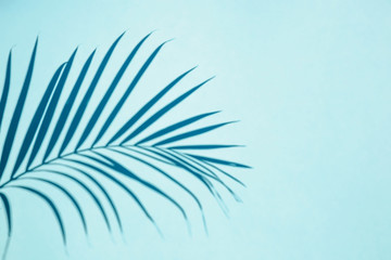 Top view of natural tropical shadow of palm leaf on a blue background. Flat lay. Minimal summer concept with palm leaves