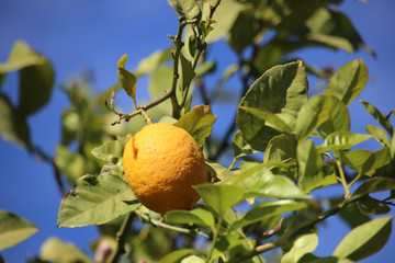 Limones maduros en un limonero con el cielo azul de fondo