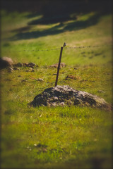 bird on the metal fence in the field