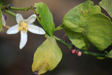 Flor de azahar de un naranjo 