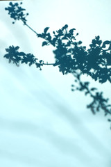 Top view of natural plant shadow of branches with flowers and leaves on blue background. Minimal summer concept
