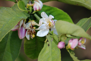 Flor de azahar de un naranjo 