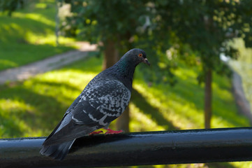 Pigeon sits on a metal handrail in the park