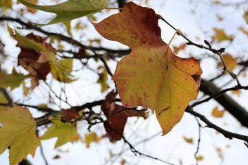autumn leaves in the sky