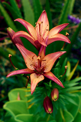 Fototapeta premium Flores Azucena