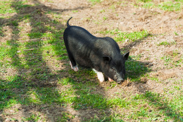 A black pig with white legs of a Vietnamese breed walks on the grass in a corral. The shadow of the fence on a spring day.