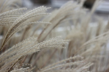 Pampas grass at the beach