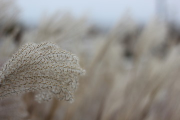 Pampas grass at the beach