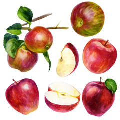 Watercolor illustration, set. Watercolor red apple, an apple with a leaf, a red-green apple, a pink apple, two apples on a branch with leaves, an apple slice and half an apple.