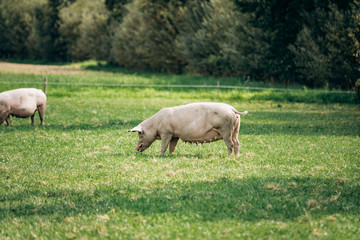 Obraz na płótnie Canvas Pigs eating on a meadow in an organic meat farm