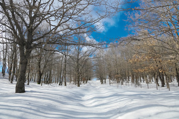 Snow Covered Path Crosses Winter Forest In Nebrodi Mountains Natural Landmark Of Sicily
