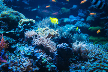 Fototapeta na wymiar Tropical Fish on a coral reef. colourfull fishes in dark deep blue water