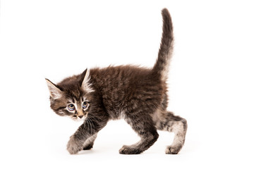 Little kitten isolated on white background. Funny kitten cat