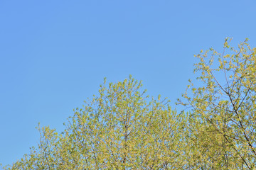 Crowns of trees against a blue spring sky covered with fresh foliage. Natural background. The concept of freshness, youth, growth and spring