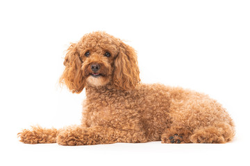 Red poodle isolated on white background