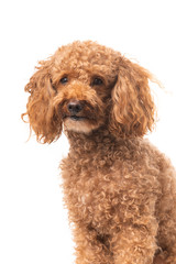 Red poodle isolated on white background