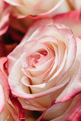 Large buds of half-blown pink roses of a rare variety close-up.