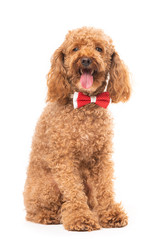 Red poodle isolated on white background