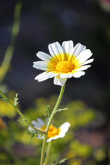 Flor amarilla y blanca llamada Glebionis coronaria, Chrysanthemum coronarium, ojo de buey o flor de muerto.