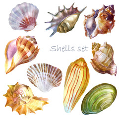 Watercolor illustration. Seashells, set. Summer theme, beach and relaxation.
