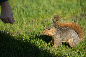 eastern fox squirrel looking for a snack on a sunny day in the park