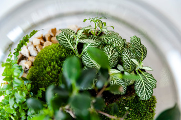 Small decoration plants in a glass bottle/garden terrarium bottle/ forest in a jar. Terrarium jar with piece of forest with self ecosystem. Save the earth concept. Bonsai, set of terrariums/ jars