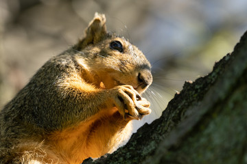 eastern fox squirrel looking for a snack on a sunny day in the park