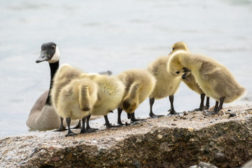 mother goose and her gosling baby geese enjoy a sunny day on the lake