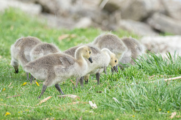 mother goose and her gosling baby geese enjoy a sunny day on the lake