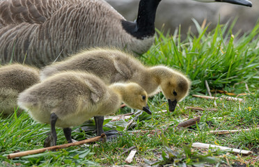mother goose and her gosling baby geese enjoy a sunny day on the lake