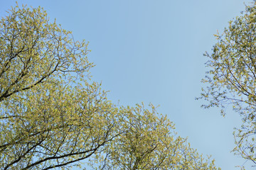 Crowns of trees against a blue spring sky covered with fresh foliage. Natural background. The concept of freshness, youth, growth and spring