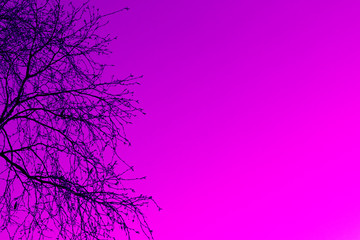 Tree branches without leaves on a background of pink sky. Copy space. Background. Toned in pink