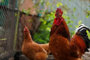 Close up of adult rooster in paddock. Portrait of stately cock outdoor.