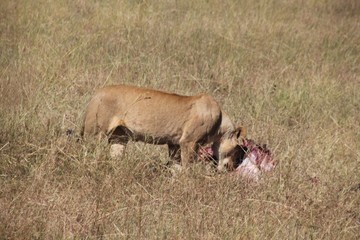 Fototapeta premium DHR