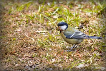 Beautiful little bird with a bunch of grass in its beak sits on the ground