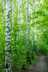 Obraz premium Path among birches in the spring forest