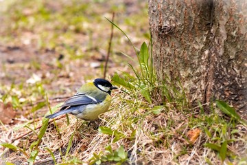 Beautiful little bird sitting in the grass near a tree