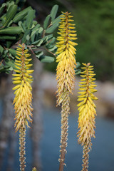 Flores amarillas de Aloe juvenna. Una especie de planta suculenta perteneciente a la familia de los aloes.