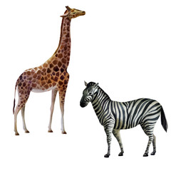 Watercolor illustration, set. Giraffe and zebra standing on the side.
