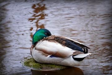 Sleeping Mallard Drake in a mating dress on the river bank.