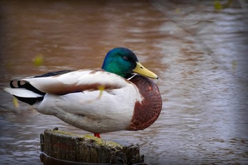 A beautiful mallard drake in a mating dress sits on the background of the river.