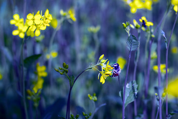 A wasp sits on a yellow mustard flower. Toned in blue. close-up