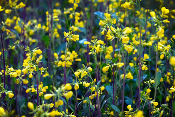 Fototapeta premium Blooming mustard field. Yellow flowers Toned. close-up