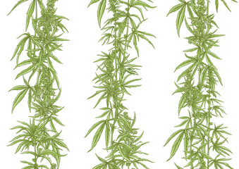 Hemp, Cannabis seamless pattern, background. Vector illustration. In botanical style Isolated on white background..
