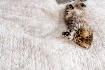 Cute fluffy kitten lies on a white bed next to a laptop